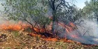 کنترل شدن 95 درصد آتش سوزی جنگل‌های بهبهان 