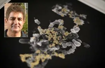 تولید طلا از باکتری توسط دانشمند ایرانی