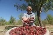 آیا برداشت عناب را دیده‌اید؟/ گزارش تصویری
