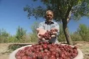 آیا برداشت عناب را دیده‌اید؟/ گزارش تصویری