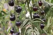 طعمی متفاوت از اقتصاد مقاومتی با گوجه سیاه کفایی رفسنجان + تصاویر