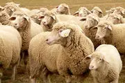 عرضه گوسفند ایرانی 2 برابر قیمت واقعی به کشور‌های عربی