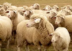 مظنونان فروش گوسفند مرده در شیراز دستگیری شدند