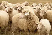 عرضه گوسفند ایرانی 2 برابر قیمت واقعی به کشور‌های عربی
