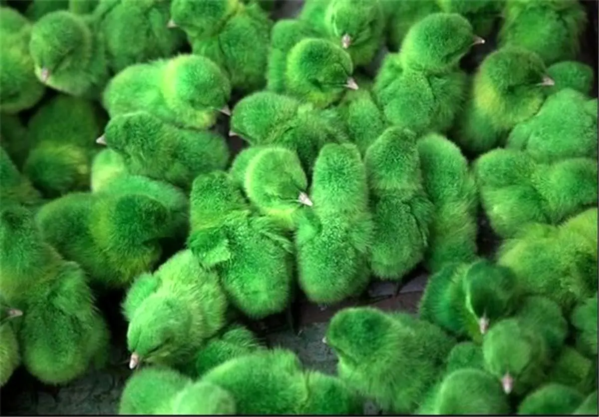 طرح بیمه اجباری جوجه یک روزه در اردبیل اجرا میشود