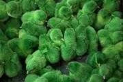 طرح بیمه اجباری جوجه یک روزه در اردبیل اجرا می‌شود‌ 
