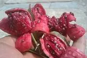 برداشت هندوانه کوهی ( لگجی ) از طبیعت شهرستان جم