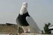 زیباترین کبوتر دنیا/ عکس