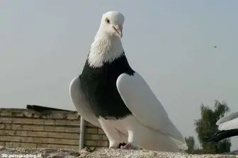 ماجرای سرو کبوتر در رستوران تهران