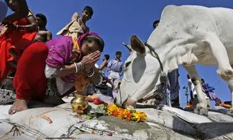 مجازات عجیب برای کشتن یا مصرف گوشت گاو در هند