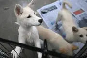 راهکار عجیب کره‌شمالی برای مقابله با گرما
