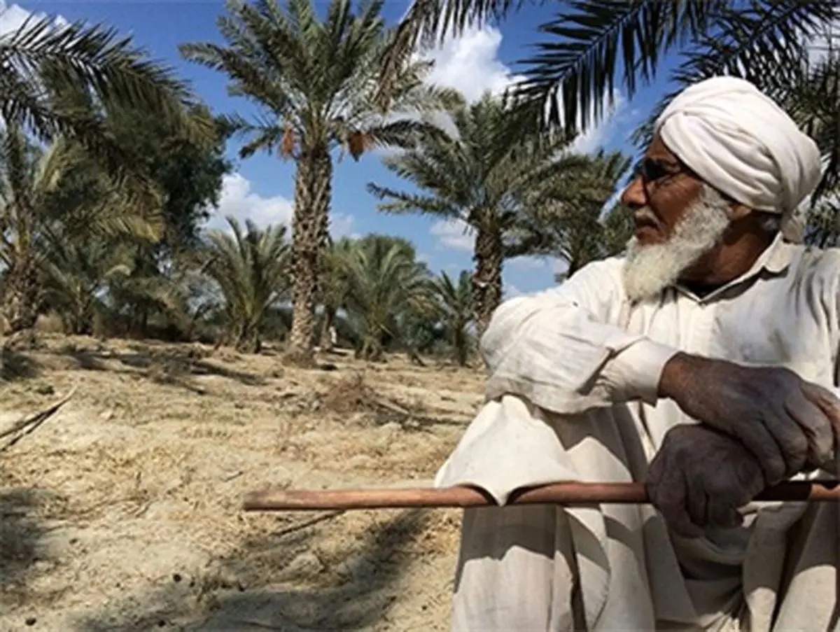 طلای سیاه بلوچستان از نبود "برند "رنج می برد
