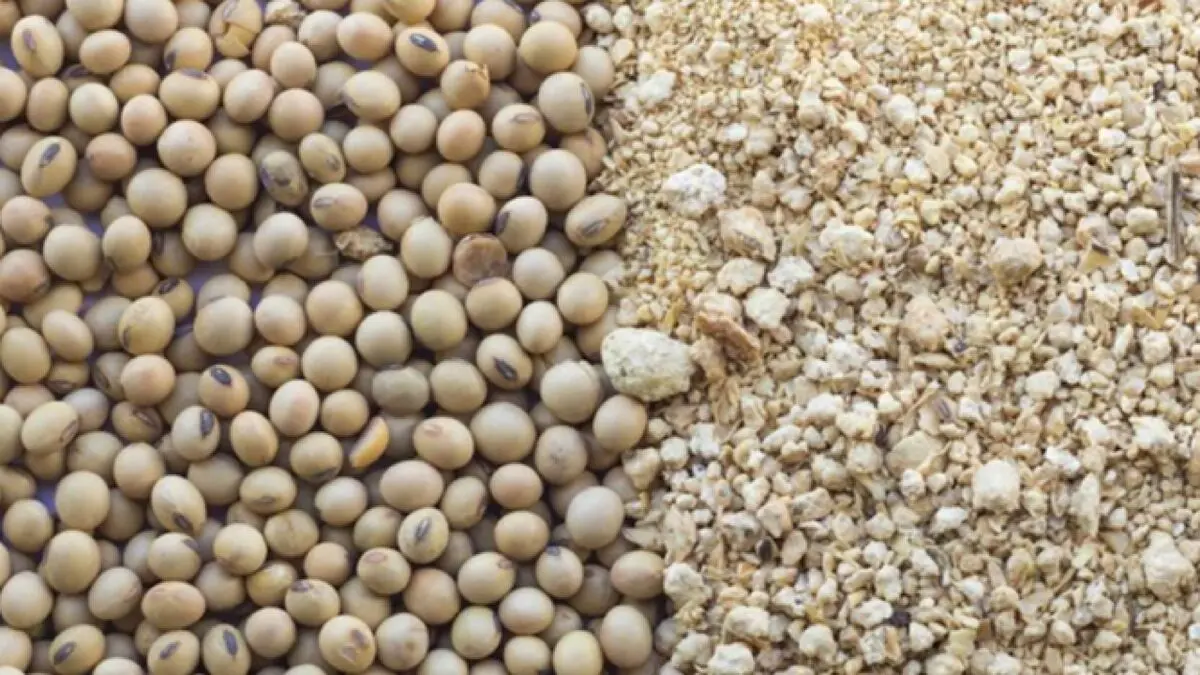 ضرورت بومی‌سازی خوراک دام و طیور با استفاده از گیاهان کم آب
