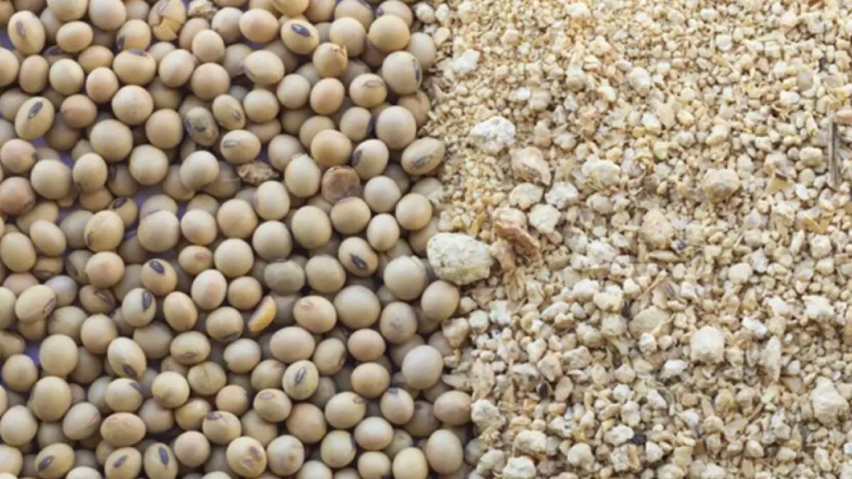ضرورت بومی‌سازی خوراک دام و طیور با استفاده از گیاهان کم آب
