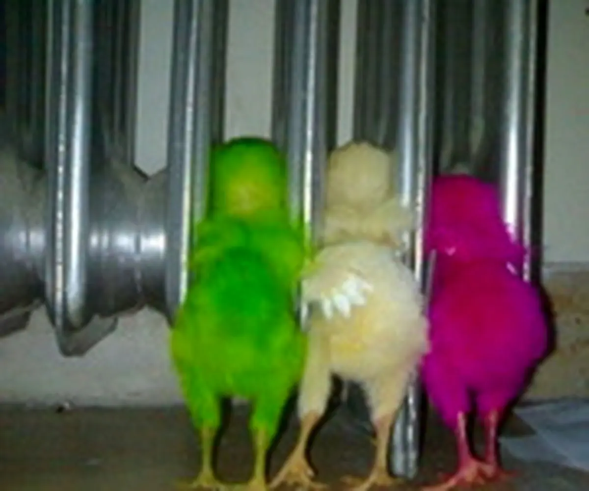 جوجه‌های رنگی را در خانه نگه ندارید