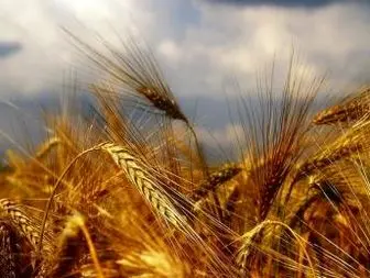 تولید گندم کشور دو و نیم برابر شد