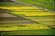 تصاویر زیبا از مزارع کلزا در مازندران