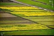 تصاویر زیبا از مزارع کلزا در مازندران