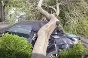 مراحل دریافت خسارت در صورت سقوط درخت