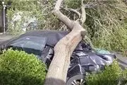 مراحل دریافت خسارت در صورت سقوط درخت