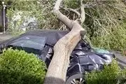 سقوط درخت روی ۳ خودرو تلفات جانی نداشت