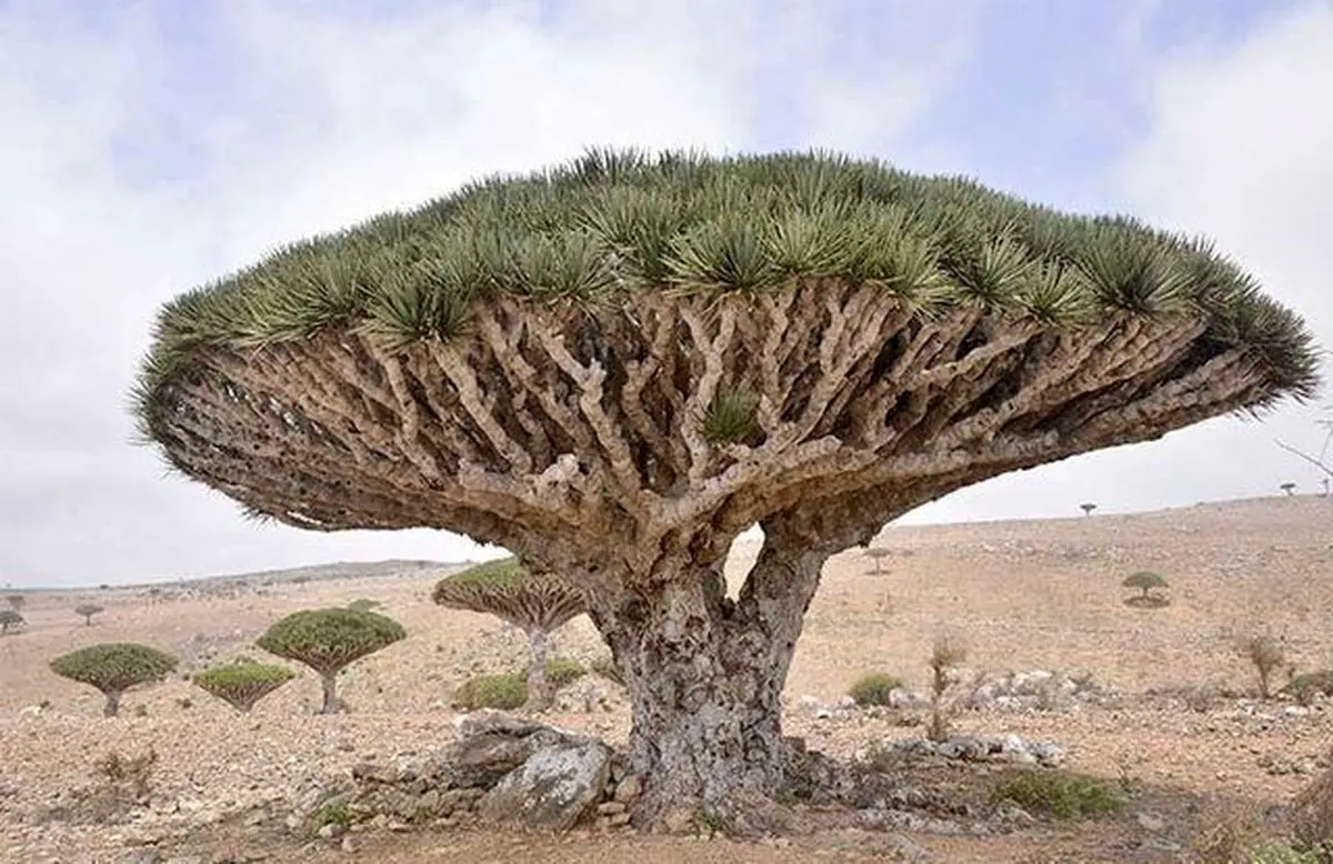 اهداف امارات از اشغال جزیره سقطری یمن