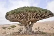 مروارید یمن در صید امارات