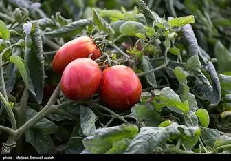  ۴۷۳ هزار تن گوجه فرنگی در جنوب استان کرمان تولید شد 