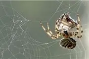 عنکبوت فرکانس‌های تارهای خود را تحلیل می‌‌کند