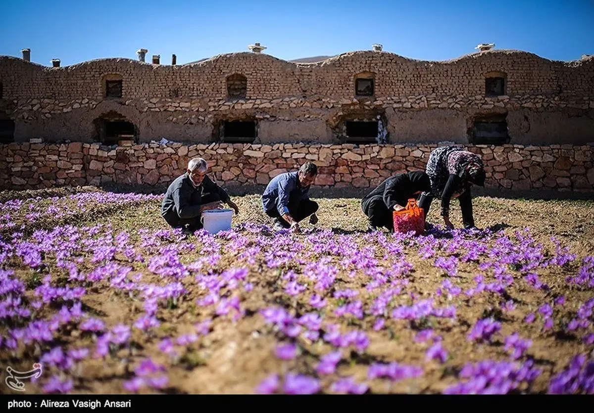 ۱۲۰کیلوگرم زعفران در روستای علوی کاشان برداشت شد
