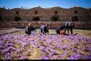  ۱۲۰کیلوگرم زعفران در روستای علوی کاشان برداشت شد 