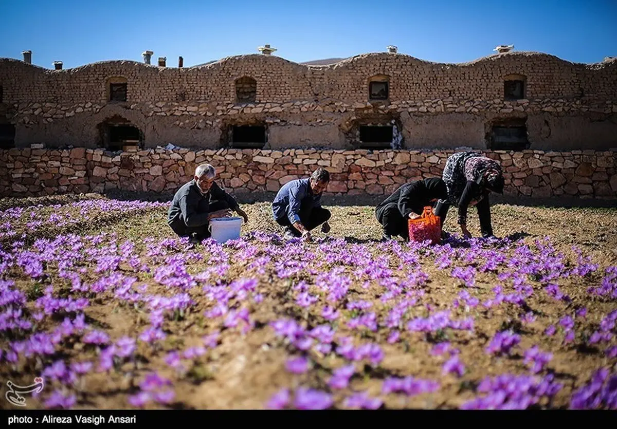  ۱۲۰کیلوگرم زعفران در روستای علوی کاشان برداشت شد 