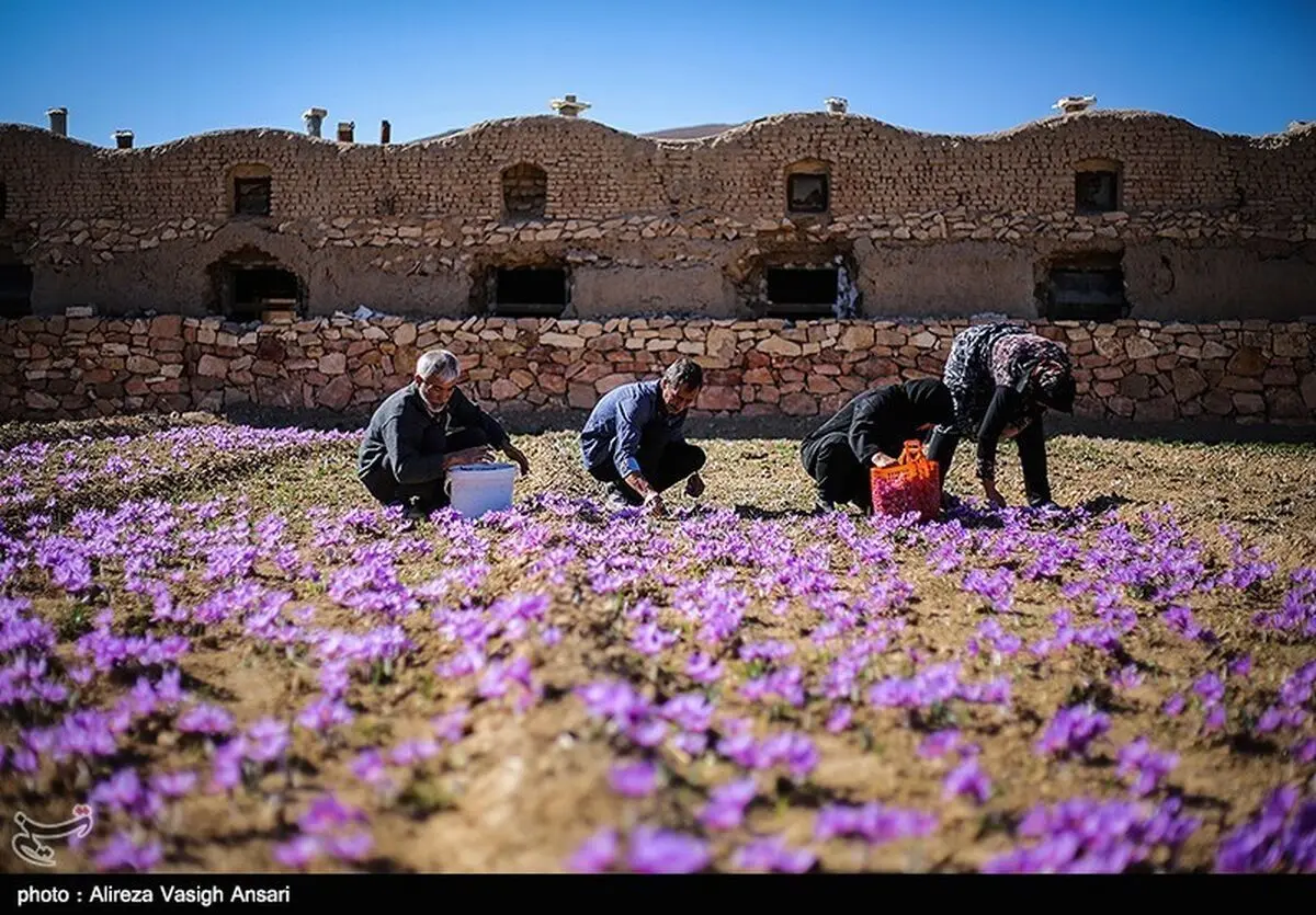  ۱۲۰کیلوگرم زعفران در روستای علوی کاشان برداشت شد 
