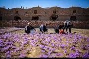  ۱۲۰کیلوگرم زعفران در روستای علوی کاشان برداشت شد 