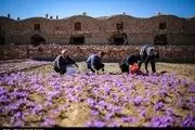  ۱۲۰کیلوگرم زعفران در روستای علوی کاشان برداشت شد 