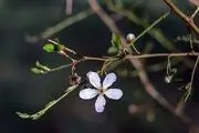 
شکوفه های بهاری 