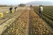 انتقاد شدید کشاورزان گلستانی از دخالت دلالان در فروش سیب زمینی