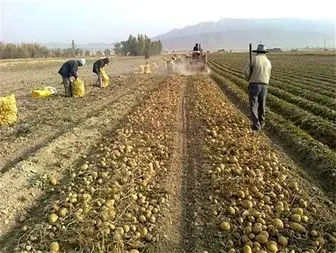 انتقاد شدید کشاورزان گلستانی از دخالت دلالان در فروش سیب زمینی