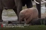 ببینید| تولد یک فیل صورتی!