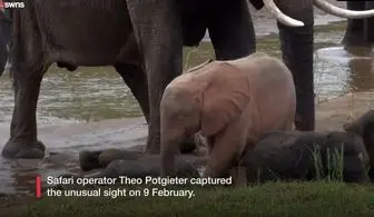 ببینید| تولد یک فیل صورتی!