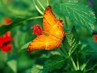 n00075444-r-b-016