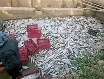 مرگ 12 تن ماهی قزل آلا سردابی در سرپلذهاب