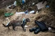 اعزام گربه‌ها به خط مقدم جبهه‌ها در جنگ اوکراین!