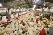 کدامیک بهتر است مرغ سبز یا معمولی ؟ 