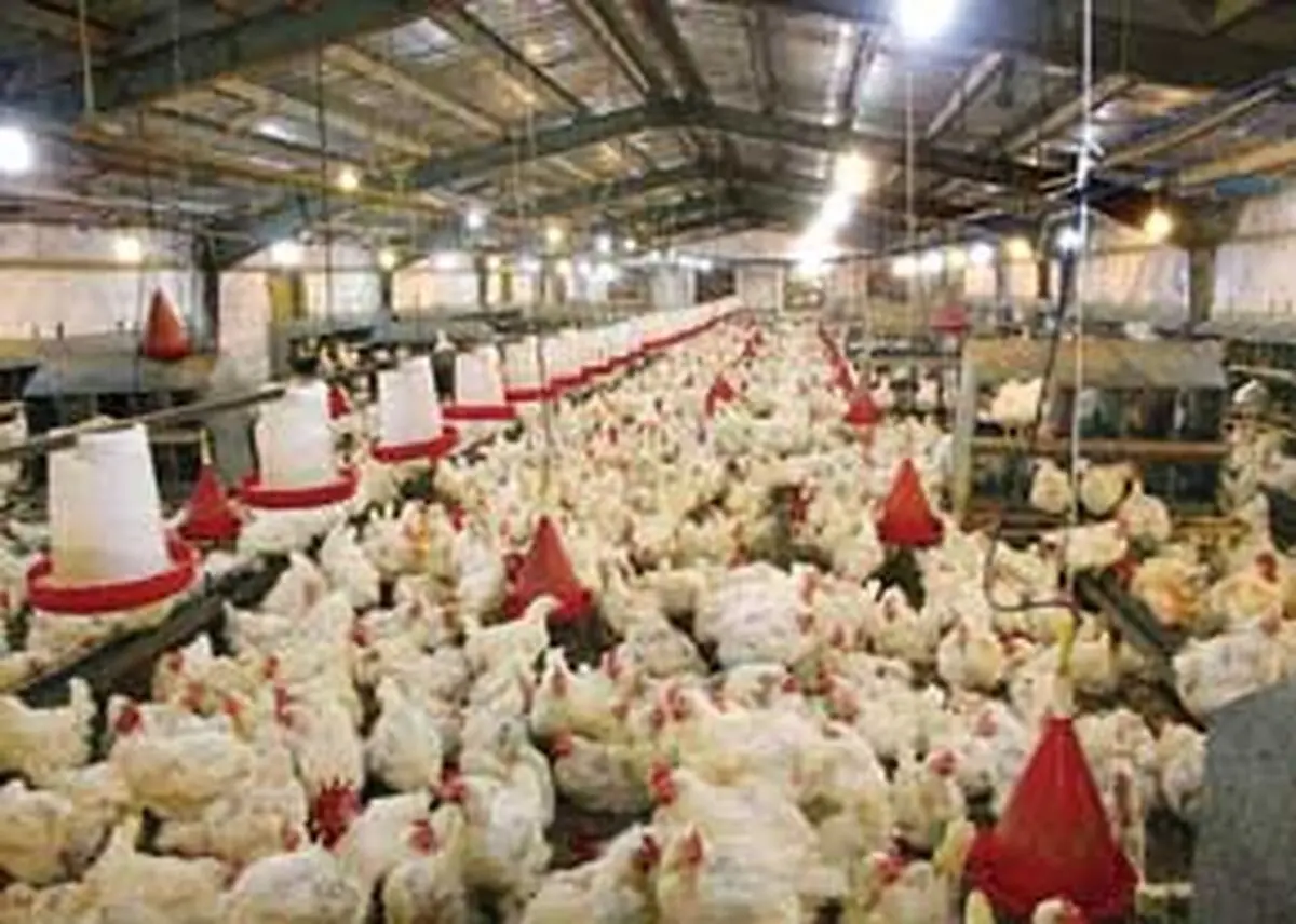 کدامیک بهتر است مرغ سبز یا معمولی ؟ 