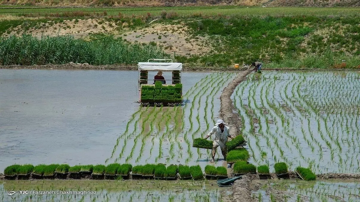 پتانسیل خودکفایی برنج ظرف ۳ سال شدنی است
