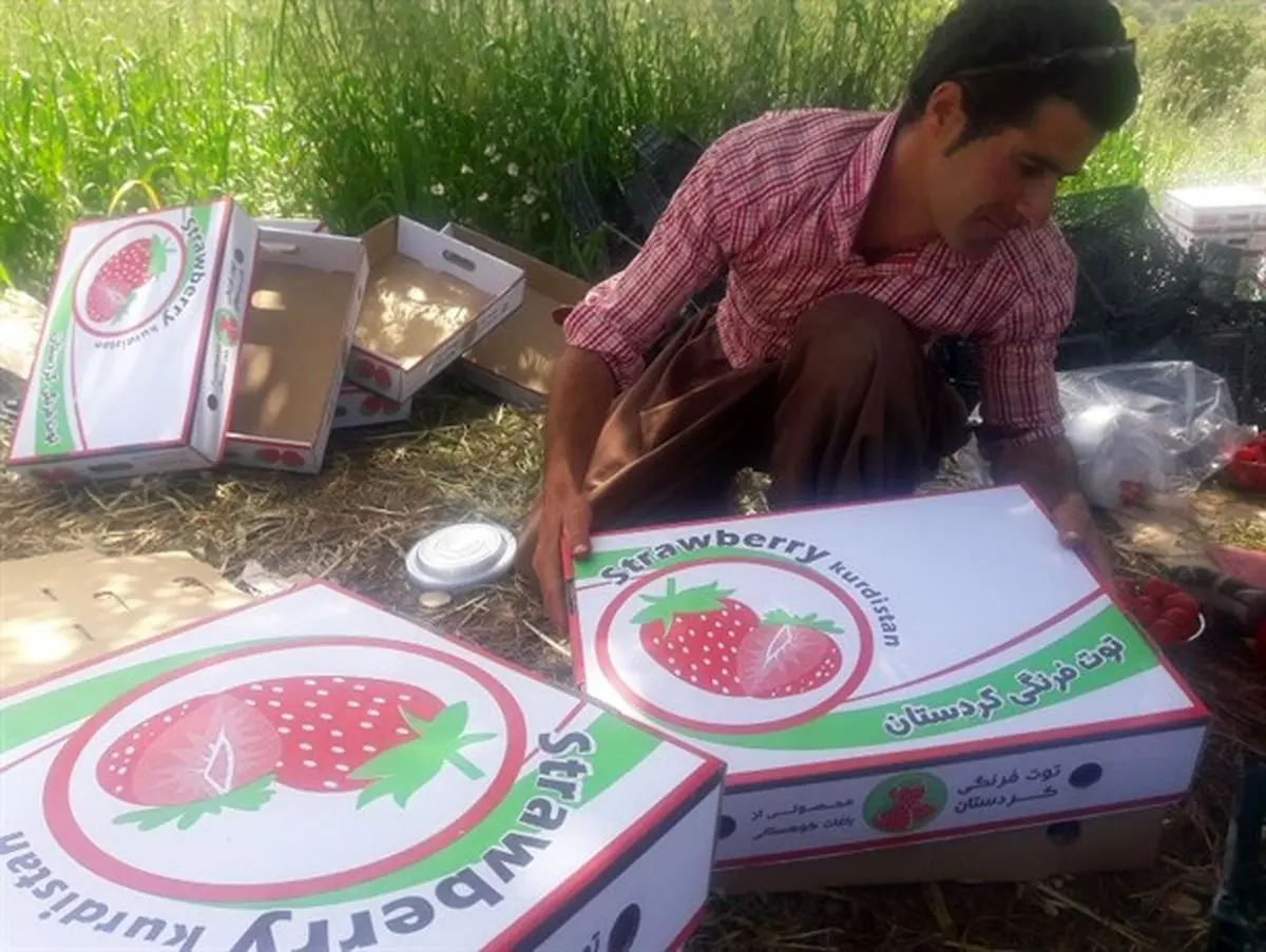 تجلی اقتصاد مقاومتی در کاشت توت فرنگی ارگانیک توسط جوان سروآبادی