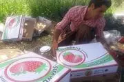 تجلی اقتصاد مقاومتی در کاشت توت فرنگی ارگانیک توسط جوان سروآبادی