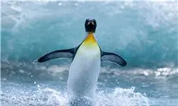 پنگوئن ها آب دریا را شیرین می کنند