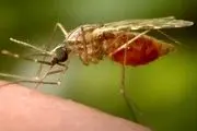 چگونه مالاریا را سرنگون کنیم؟
